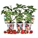Strawberry Garden Plants - Set of 6