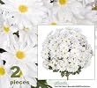 TWO 19" Artificial Daisy Flower Bushes (a total of 144 flower heads) in White