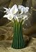 Calla Lily Table Vase Ibis & Orchid Design