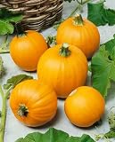Wee-B-Little Pumpkin Seeds - Cucurbita Pepo - 2 Grams - Approx 25 Gardening Seeds - Vegetable Garden Seed