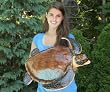 Giant Fiberglass 24" Taxidermy Green Sea Turtle Mount