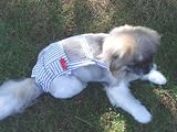 Joybies Blue Striped Piddle Pants(tm) for Small Male Dog (Measuring 13-15 From Collar to Base of Tail)