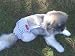 Joybies Blue Striped Piddle Pants(tm) for Small Male Dog (Measuring 13-15 From Collar to Base of Tail)