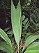 10 Asterogyne Martiana Pata De Gallo Palm Tree Seeds