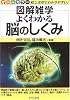 よくわかる脳のしくみ (図解雑学)