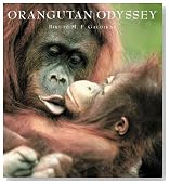 Orangutan Odyssey