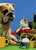 3D Lenticular DOG AND CAT - POSTCARD