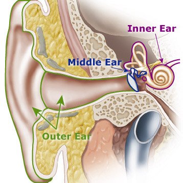 Introduction to the Auditory System