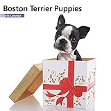 Magnet & Steel 6629 2015 Wall Calendar, Boston Terrier Puppies, Mini