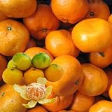 訳あり和歌山みかん(優品)10kg詰