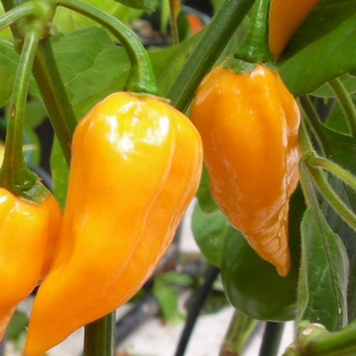 Diese Chili-Sorte hat ein leichtes Zitronenaroma und gehörte zu den allerschärfsten - Chili Fatalii - 10 Samen