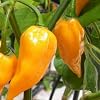 Diese Chili-Sorte hat ein leichtes Zitronenaroma und geh�rte zu den allersch�rfsten - Chili Fatalii - 10 Samen