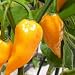 Diese Chili-Sorte hat ein leichtes Zitronenaroma und geh�rte zu den allersch�rfsten - Chili Fatalii - 10 Samen