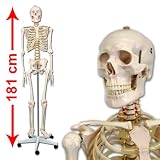 Produkt-Bild: Anatomie Skelett lebensgro&szlig; 181cm inklusive St&auml;nder