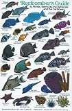 New Submersible Fish ID Card Pocket Guide for Scuba Divers - Snorkelers Fishermen - Reefcombers Guide for Florida - Bermuda - Bahamas the Caribbean