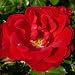 Rose Fiona