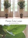 Plantes extra-larges pour la décoration d'interieur