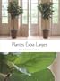 Plantes extra-larges pour la d�coration d'interieur