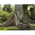 Base of Ceiba Tree, Guatemala National Tree, Ceiba Pentandra, Belize Botanical Photographic Poster Print, 32x24