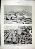 1890 FUR SEAL ROOKERY PRIBYLOV ISLAND COD MACKEREL FISH