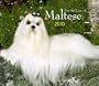 Maltese, For the Love of 2010 Deluxe Wall