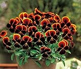 パンジービオラビオラ ビビ「アステカ」1株