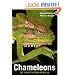 Chameleons of Southern Africa
