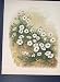 White Rock Flax Linum Viscosum Flower Colour Print