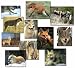 Canine Clip Art & Stock Photo Images