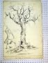C1810 Antique Drawing Tree Corruption Man Reform Bill