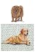 Chow Chow (Red) Glass Cutting Board