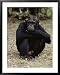 A Close-up of One of the Many Chimpanzees at Gombe Stream National Park Framed Art Poster Print by Kenneth Love, 31x39