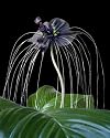 Seedeo Fledermausblume (Tacca chantrieri) 15 Samen