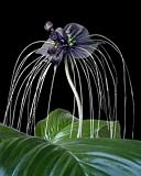 Seedeo Fledermausblume (Tacca chantrieri) 15 Samen