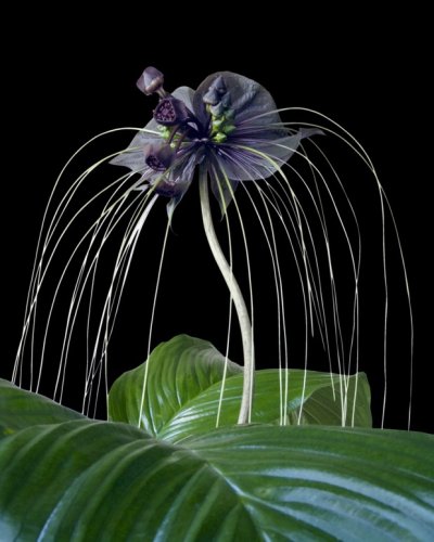 Seedeo Fledermausblume (Tacca chantrieri) 15 Samen