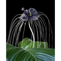 Seedeo Fledermausblume (Tacca chantrieri) 15 Samen