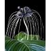 Seedeo Fledermausblume (Tacca chantrieri) 15 Samen