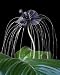 Fledermausblume (Tacca chantrieri) 10 Korn