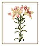 Counted Cross Stitch Chart Graph Pierre-Joseph Redoutes Flower Illustration of Pervian lily