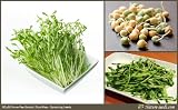 Nature Seeds Snow Pea Shoot / Dou Miao 40 Vegetable Gardening Seeds