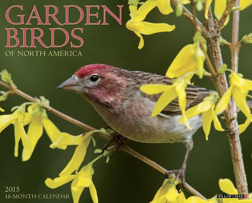 Garden Birds 2015 Wall Calendar
