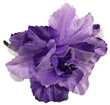 New Super Full Flower Hair Bow on a Headband ~ (Assorted Colors)