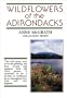 Wildflowers of the Adirondacks
