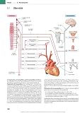 PROMETHEUS Lernatlas der Anatomie. Hals und Innere Organe