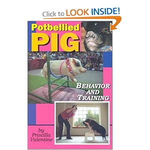 Potbellied Pig Behavior And Training