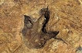 Wallmonkeys Peel and Stick Wall Decals - Dinosaur Footprint in Rock - 18W x 12H Removable Graphic