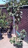 Fan Cris Pear Tree Five Gallon