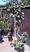 Fan Cris Pear Tree Five Gallon