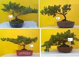 Zen Reflections Juniper Bonsai