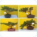 Indoor Plants